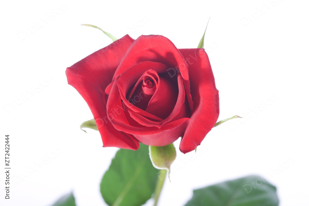 Flower (Flower) 016 图片