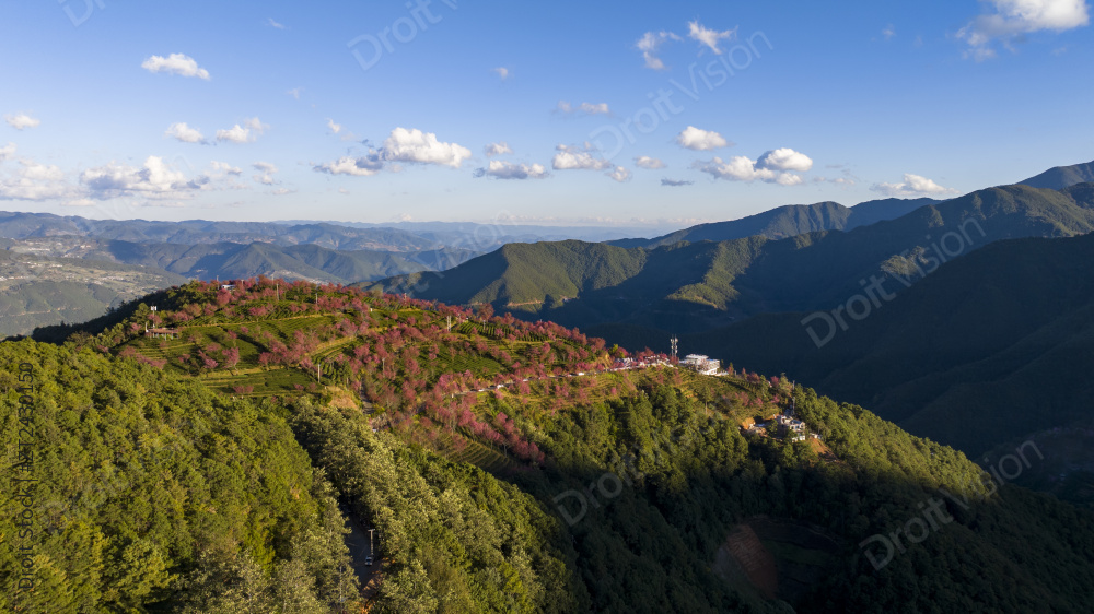 无量山樱花谷图片