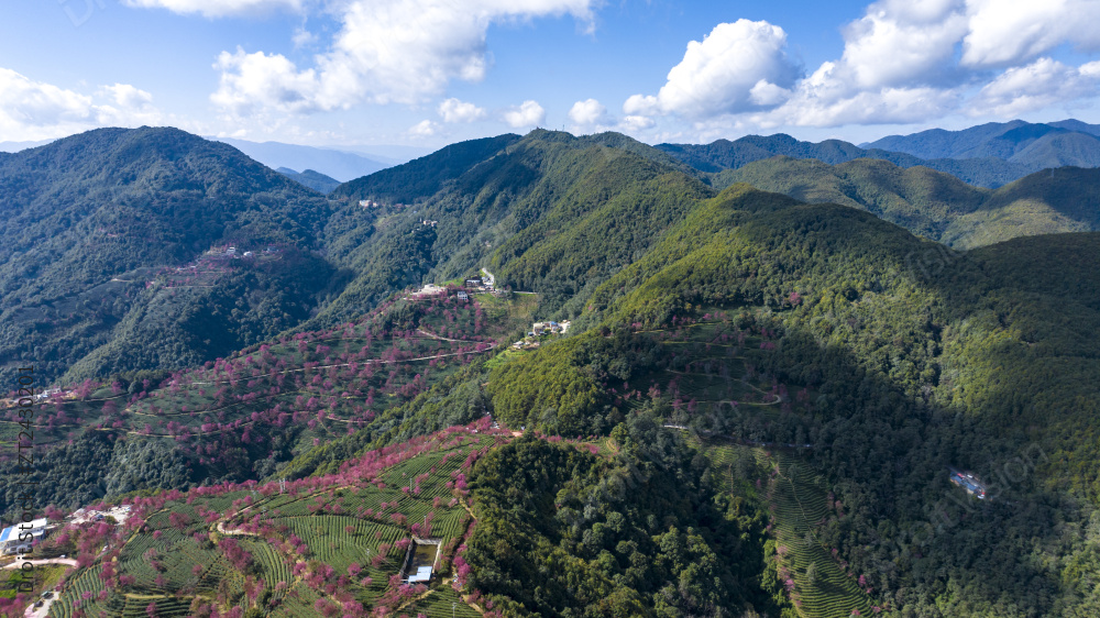 无量山樱花谷图片