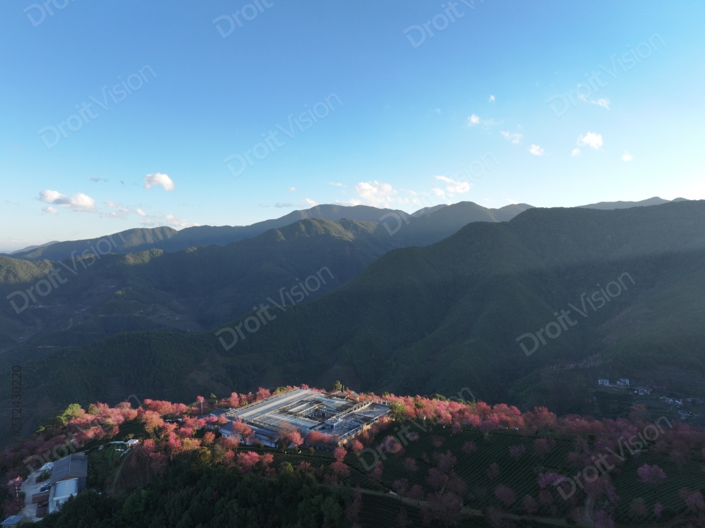 无量山樱花谷图片