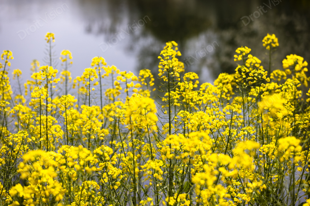 春天盛开的油菜花特写图片