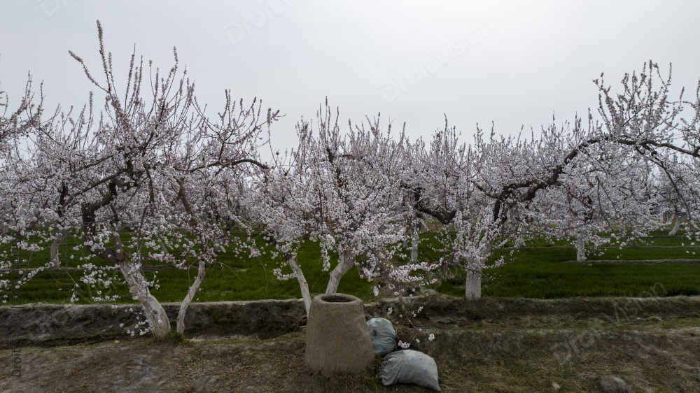 中国第一大杏园英吉沙县万亩杏花林花海图片