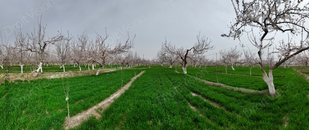 新疆杏花林花海小麦麦田小满芒种节气图片