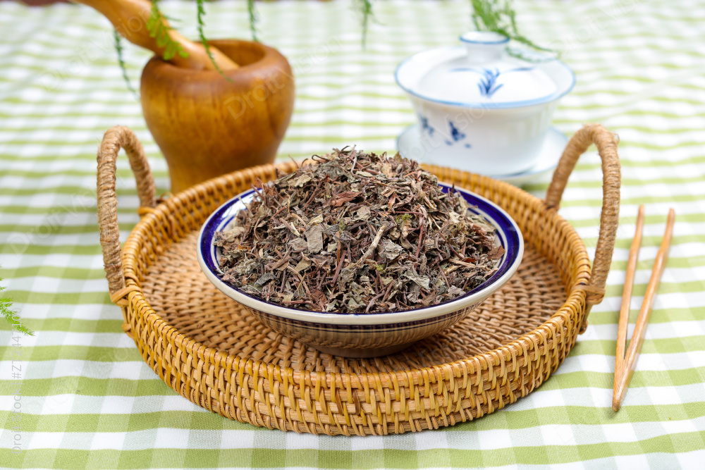 中药材小叶金钱草图片