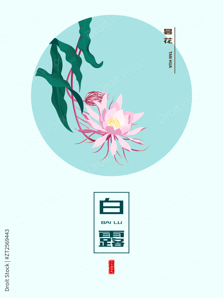白露昙花图片