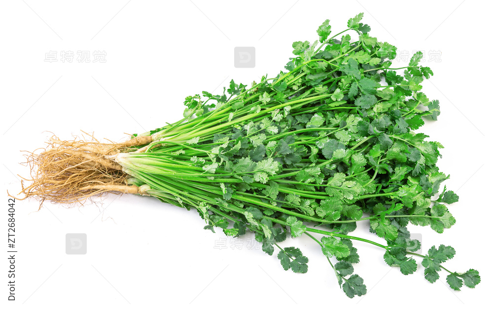 新鲜香菜图片