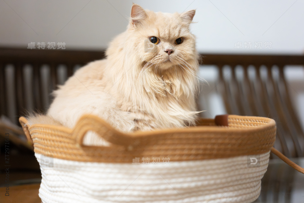 黄色的英国长毛猫，好奇的看着宠物主人图片