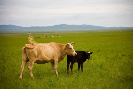 内蒙,锡林浩特,
