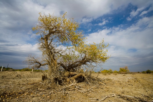 新疆 克拉玛依 胡杨树