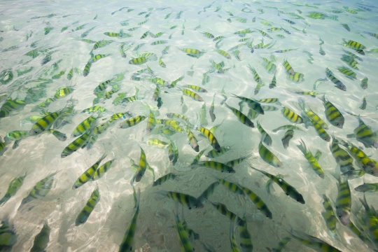 玛雅海滩及竹子岛