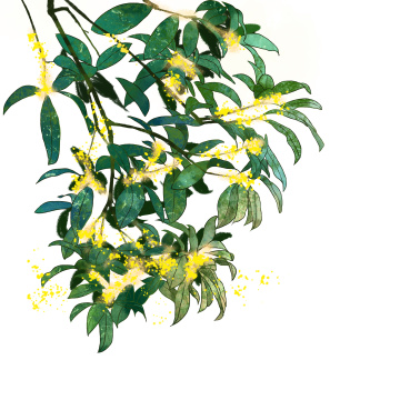 一枝桂花水彩画