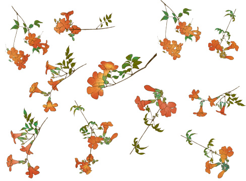 几枝凌霄花素材