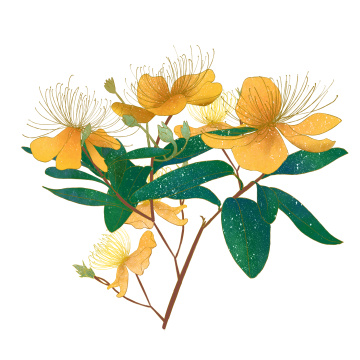 一枝芒种花