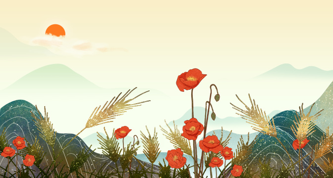 二十四节气之小满-虞美人花