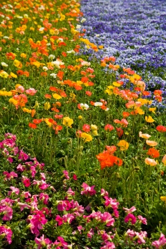 云南,昆明,昆明世博园