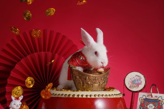 兔子和金元宝
