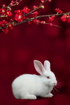 梅花下的小白兔