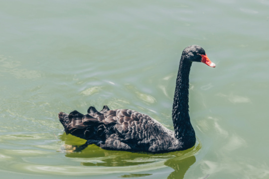 黑天鹅特写