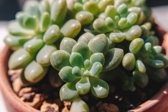 多肉植物特写