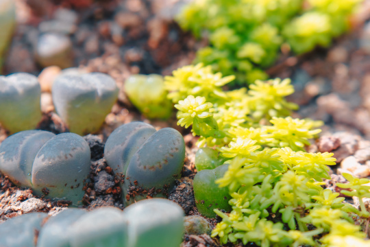 多肉植物特写