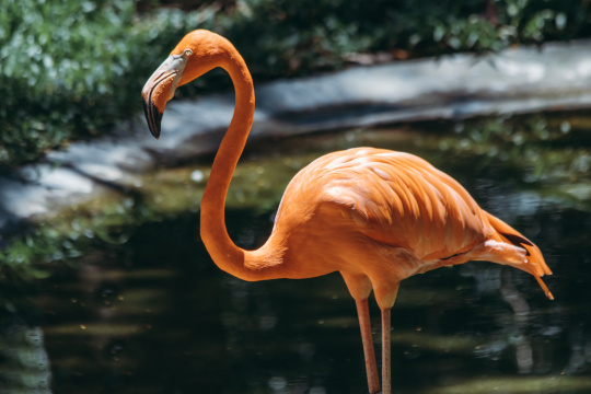 火烈鸟特写