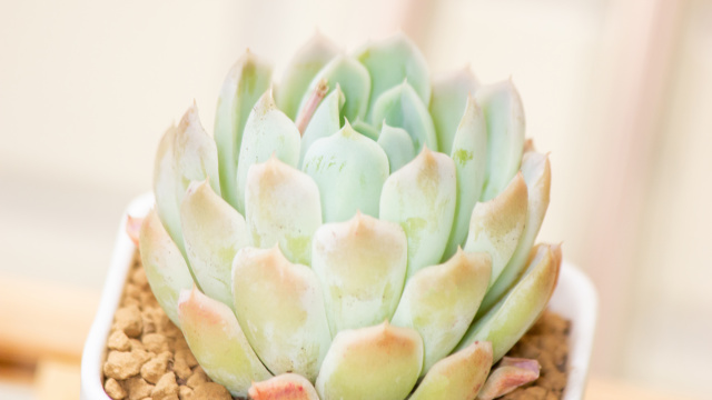 贝瑞多肉植物特写