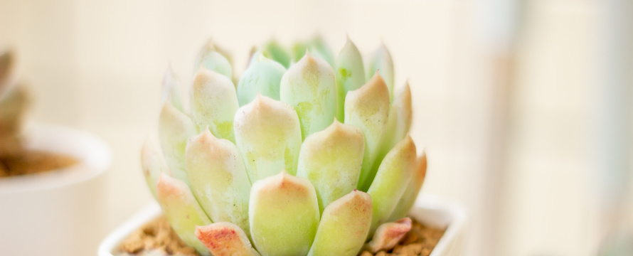 贝瑞多肉植物特写