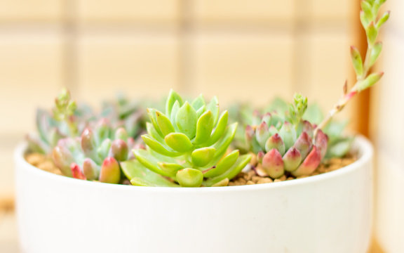 室内花架上的多肉植物盆栽组合