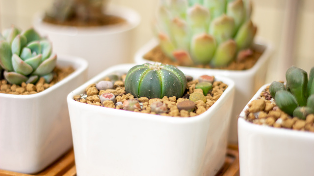 多肉植物生石花星兜特写