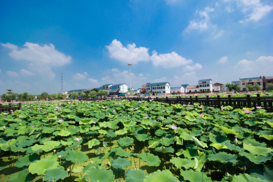 夏季晴朗天气下的荷花池子