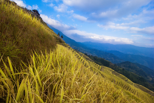 广西壮族自治区桂林龙胜龙脊梯田自然景观