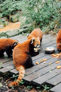 几只可爱的小熊猫正在吃进食
