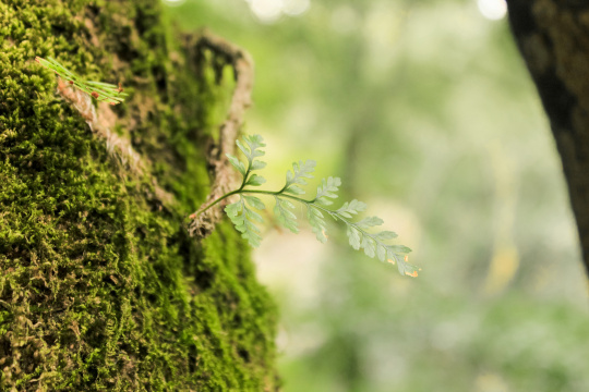 自然绿色背景青苔上的幼小植物