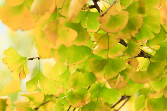 秋天阳光照射银杏树叶