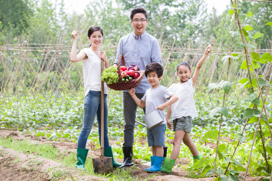 年轻家庭在菜园劳动