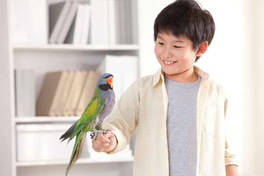 小男孩和鹦鹉
