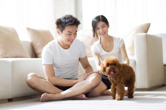 年轻情侣和宠物狗在家嬉戏