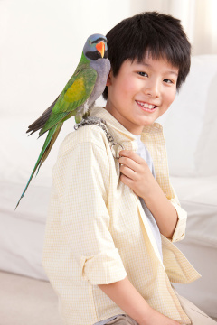 小男孩和鹦鹉一起玩耍