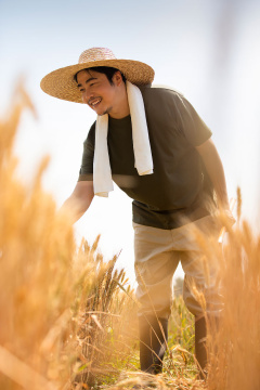 农民在麦田里收割