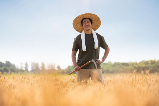 农民在麦田里收割