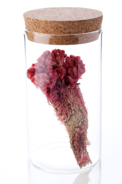 装在玻璃瓶中的鸡冠花