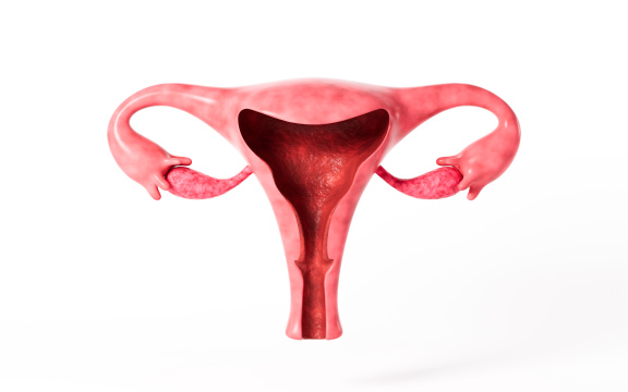 女性子宫模型解剖图3D渲染