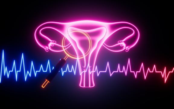 女性子宫生命周期月经周期概念图3D渲染