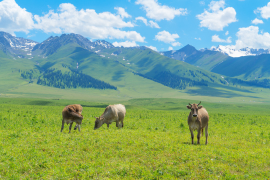 中国新疆伊犁那拉提草原自然风景