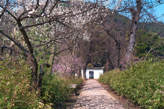 苏州天平山梅花