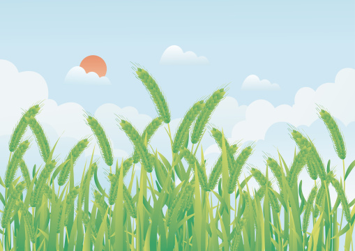 小满节气麦穗生长谷物丰收矢量插画