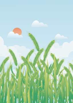 小满节气麦穗生长谷物丰收矢量插画
