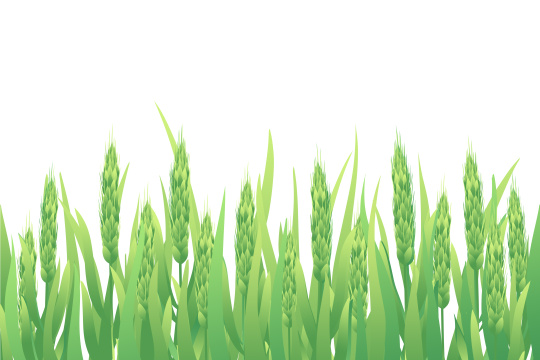 小满节气麦穗生长谷物丰收卡通插画