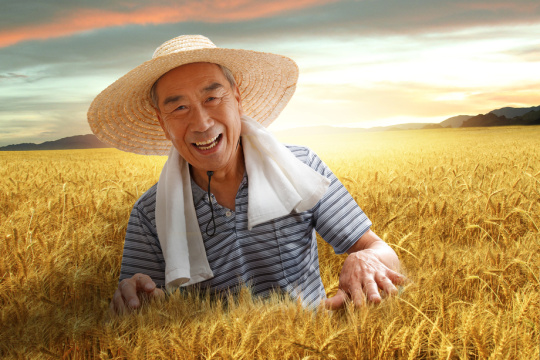 农民站在麦田里用手抚摸麦穗