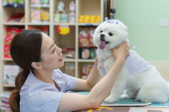 宠物店的青年女人装扮时尚小狗